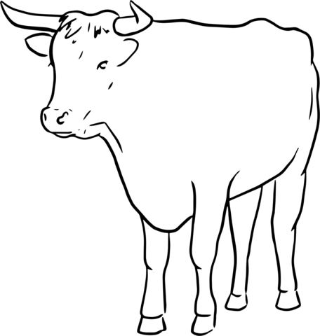 Bull Line Drawing Coloring Page